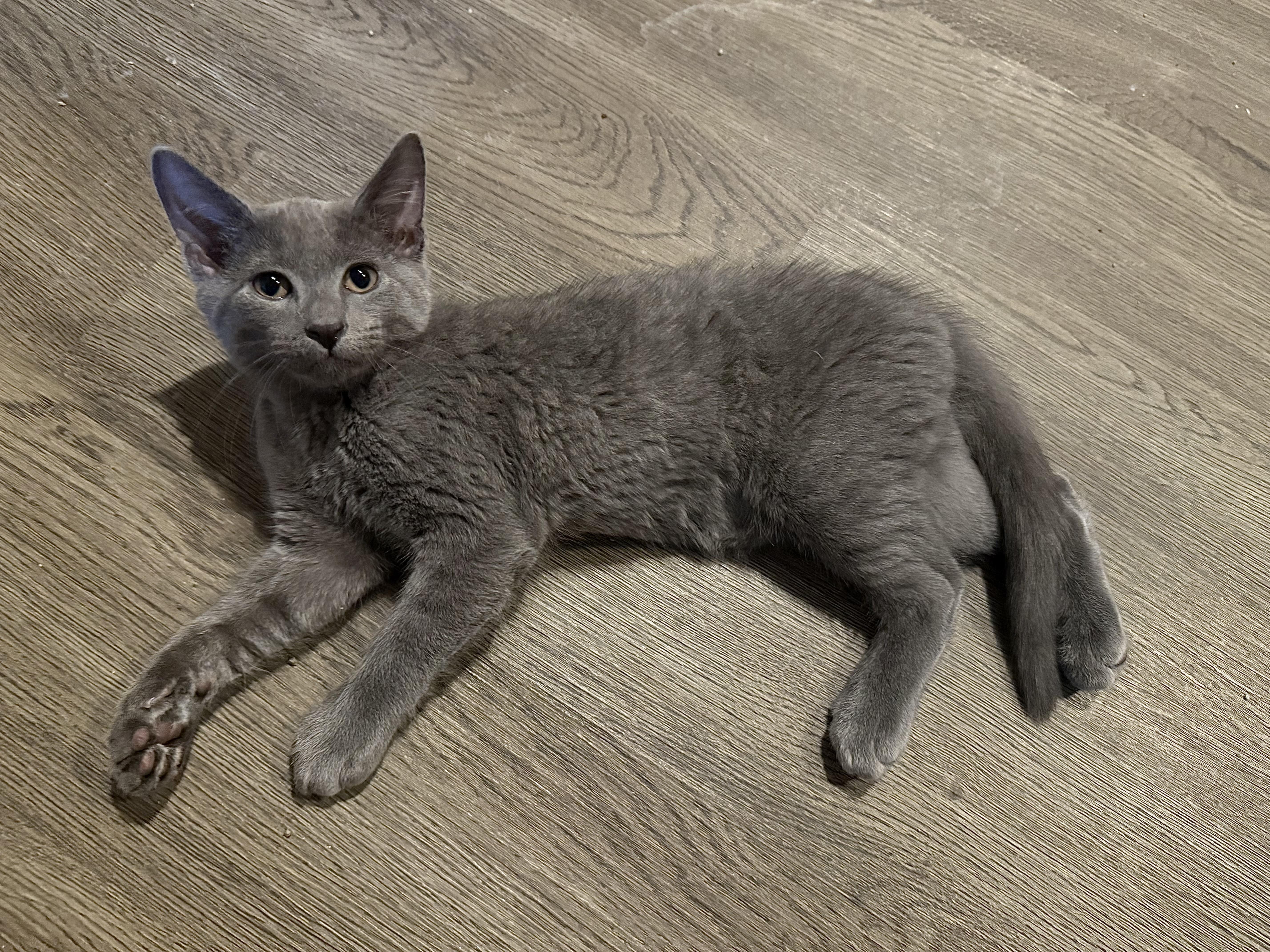 Enlarge Ozzy, a Adoptable Domestic Short Hair in Baton Rouge, LA image 5/6