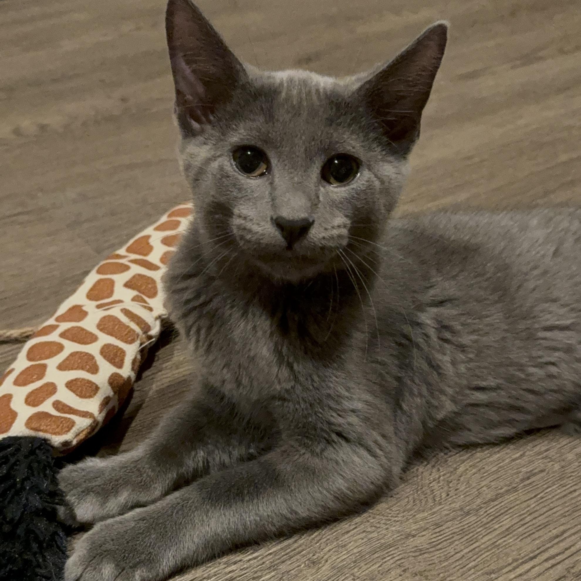 Enlarge Ozzy, a Adoptable Domestic Short Hair in Baton Rouge, LA image 3/6