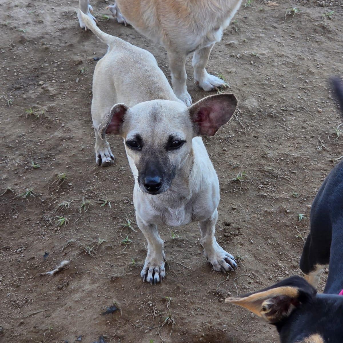 Enlarge Tequila, an adopted mixed breed in Airdrie, AB image 5/6