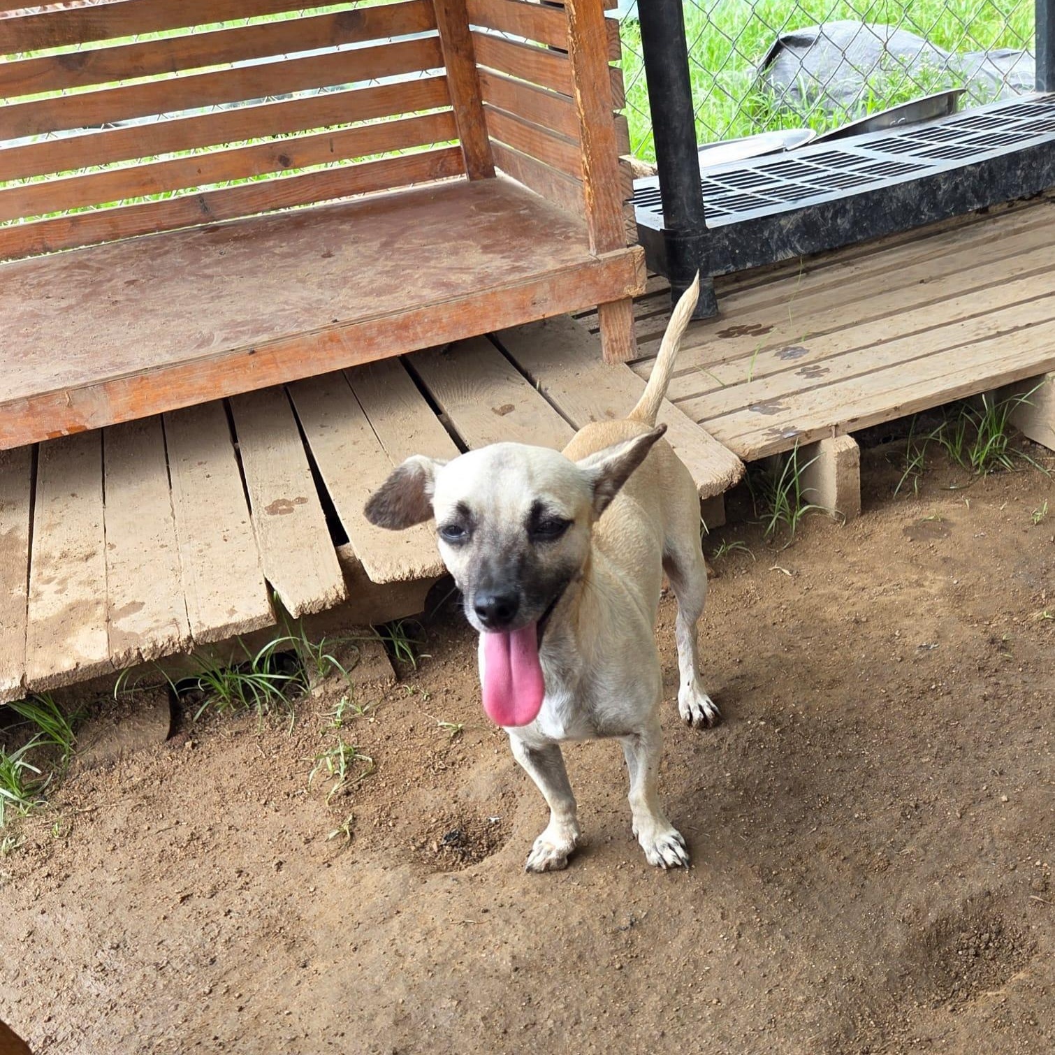 Tequila, adopted, Adult Male Chihuahua & Mixed Breed.