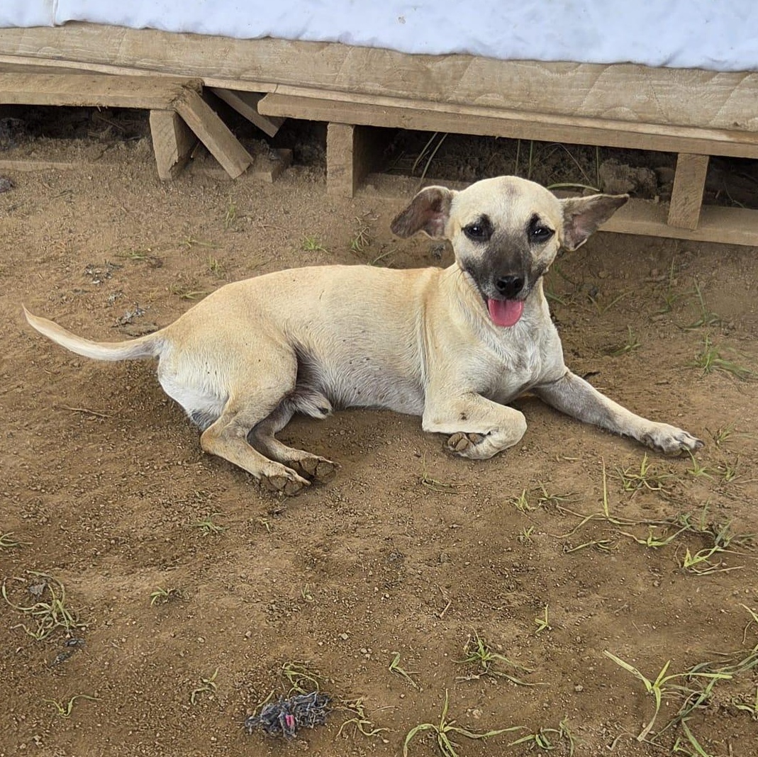 Enlarge Tequila, an adopted mixed breed in Airdrie, AB image 2/6