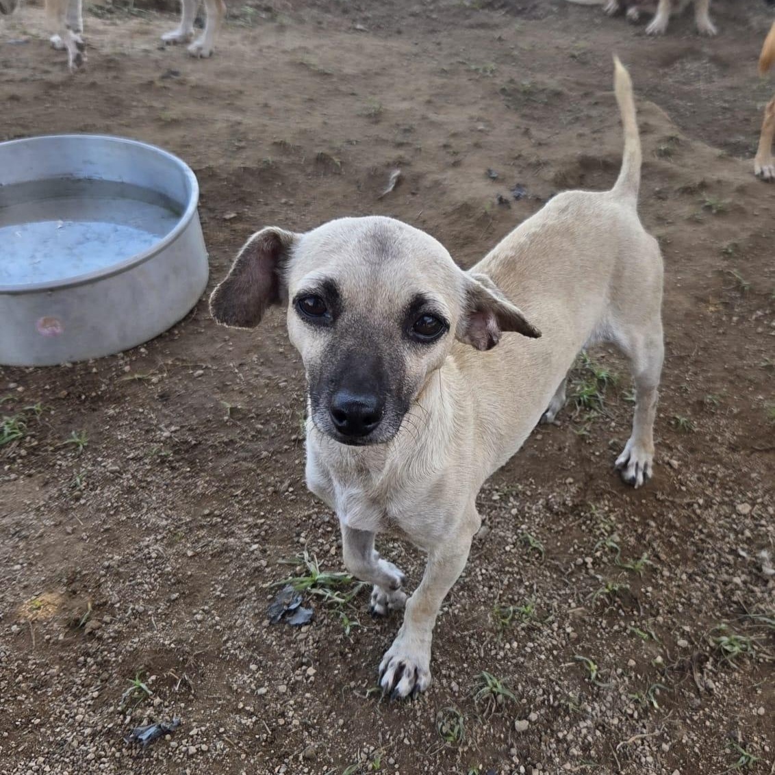 Enlarge Tequila, an adopted mixed breed in Airdrie, AB image 4/6
