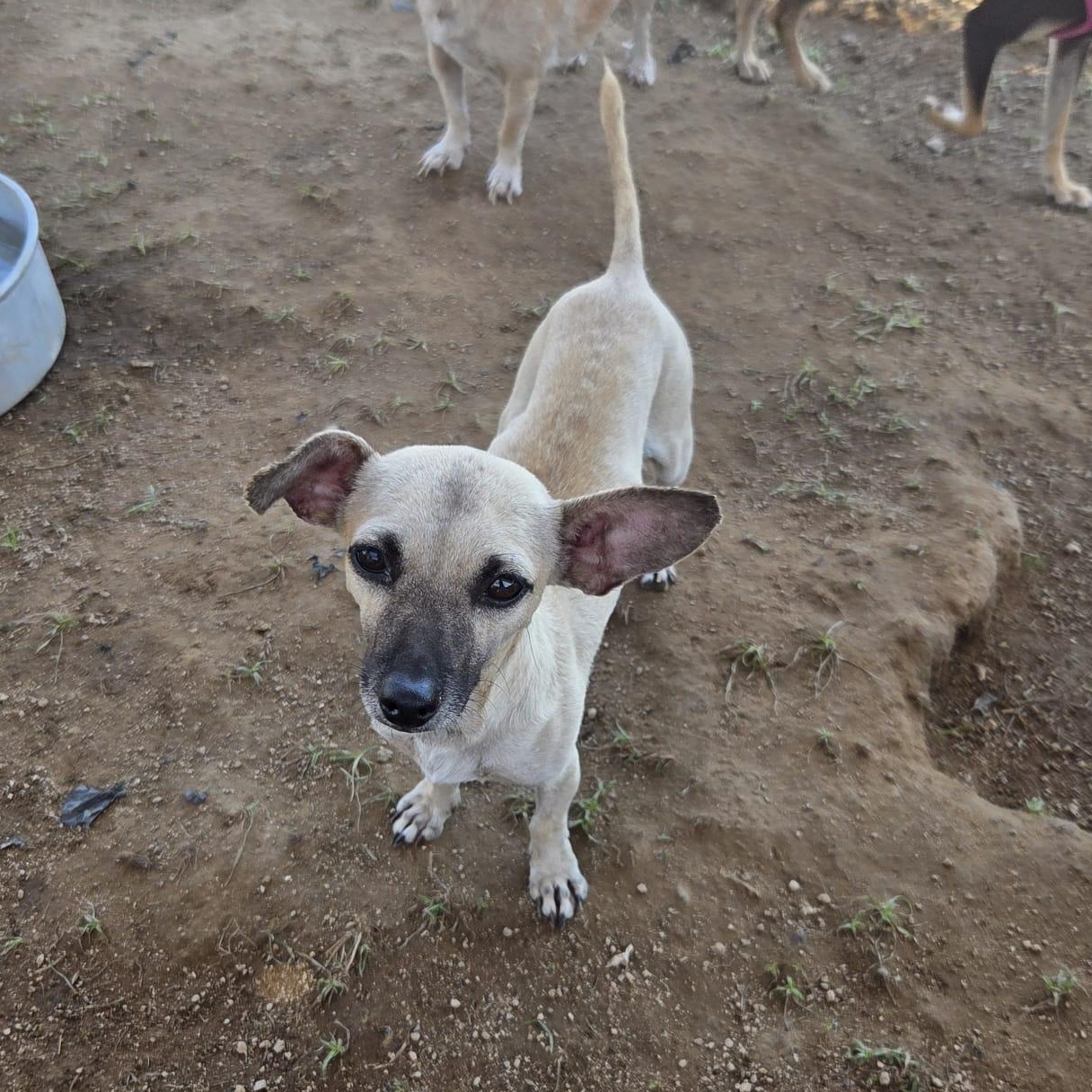Enlarge Tequila, an adopted mixed breed in Airdrie, AB image 6/6