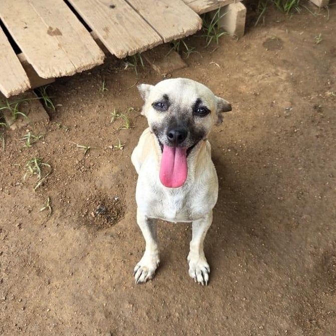 Enlarge Tequila, an adopted mixed breed in Airdrie, AB image 3/6