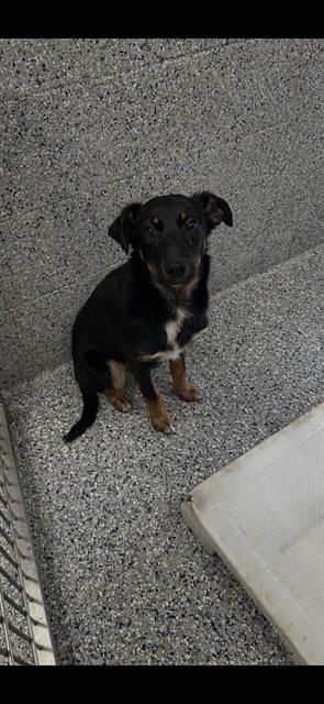 BOB, Adoptable, Puppy Male Parson Russell Terrier & Mixed Breed.