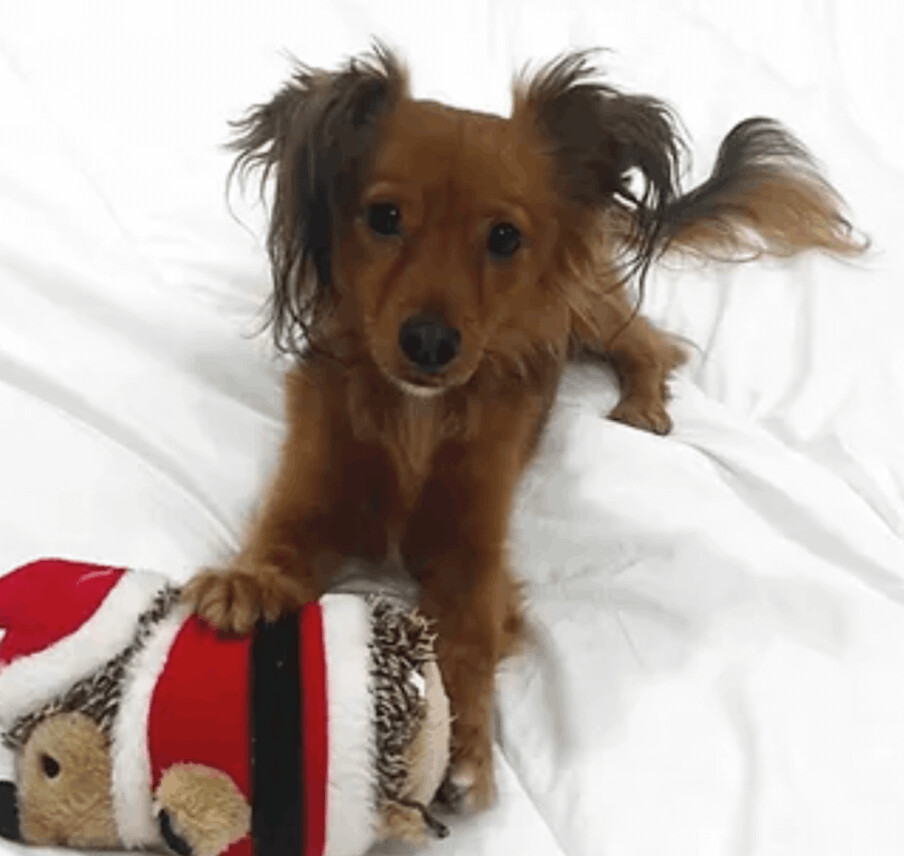 Xena, Adopted, Adult Female Chihuahua & Papillon.