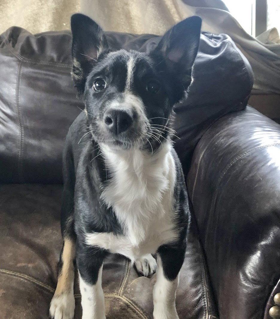 Enlarge Maleficent, a Adoptable mixed breed in Winter Park, CO image 1/2