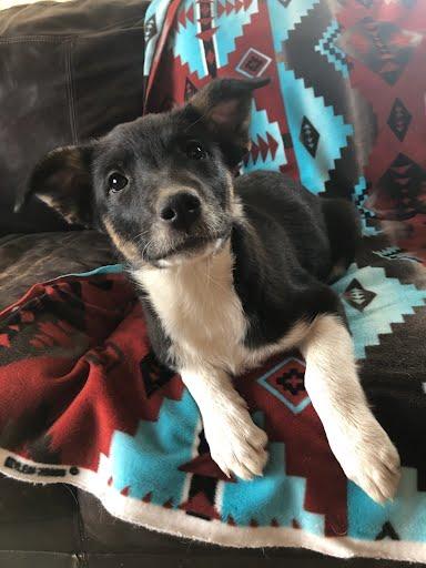 Enlarge Maleficent, a Adoptable mixed breed in Winter Park, CO image 2/2