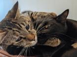 Leylah and Venus (Bonded), a ADOPTABLE Domestic Short Hair in Cranbrook, BC image 3/6