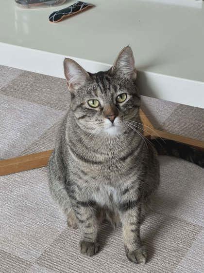 Leylah and Venus (Bonded), a ADOPTABLE Domestic Short Hair in Cranbrook, BC image 2/6