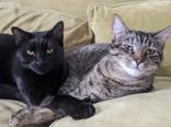 Leylah and Venus (Bonded), a ADOPTABLE Domestic Short Hair in Cranbrook, BC image 5/6