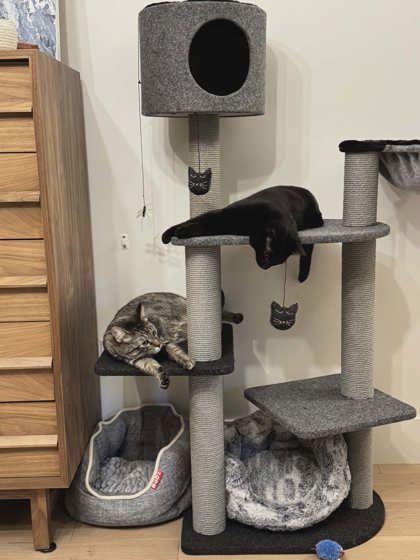 Leylah and Venus (Bonded), ADOPTABLE, Young Female Domestic Short Hair.