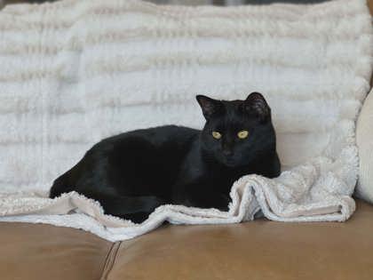 Leylah and Venus (Bonded), a ADOPTABLE Domestic Short Hair in Cranbrook, BC image 4/6