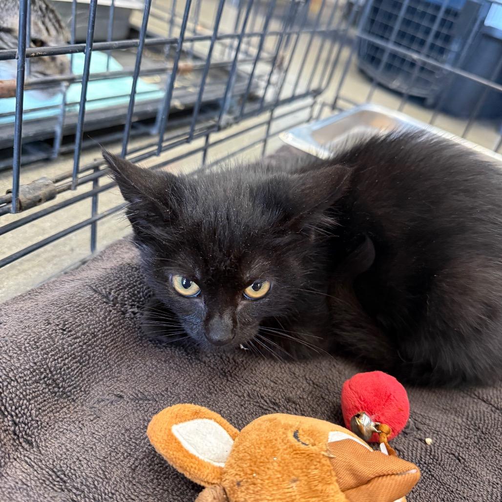 Enlarge Melodius, a Adoptable Domestic Short Hair in Yucaipa, CA image 1/1
