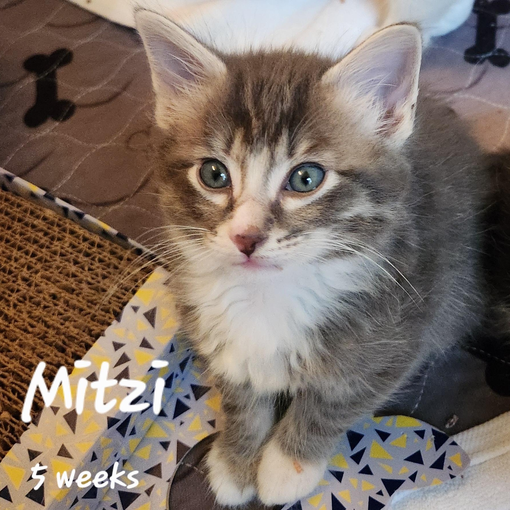 Mitzi, a ADOPTABLE mixed breed in Magnolia, TX image 2/3