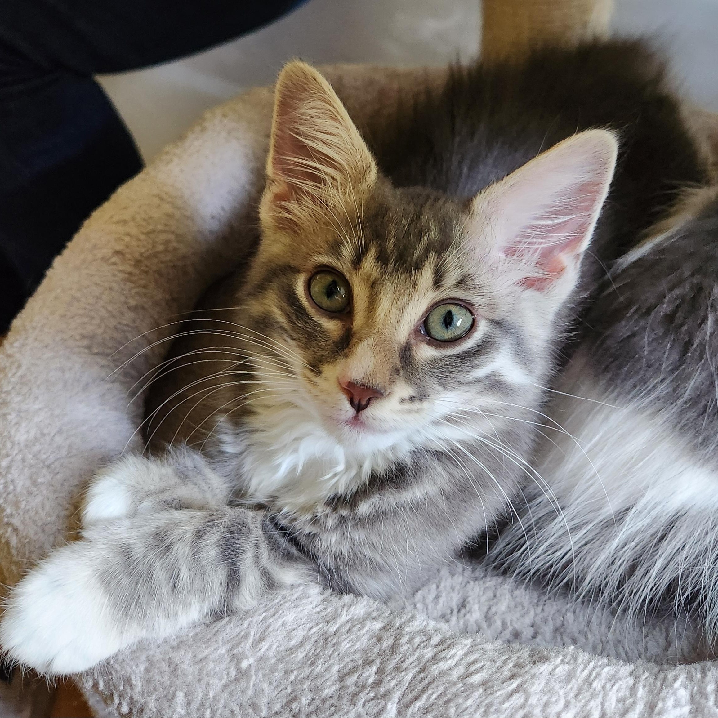 Mitzi, a ADOPTABLE mixed breed in Magnolia, TX image 1/3