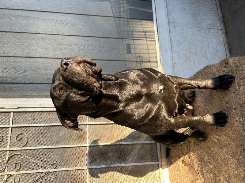 Enlarge Muneca, a Adoptable mixed breed in San Diego, CA image 1/2