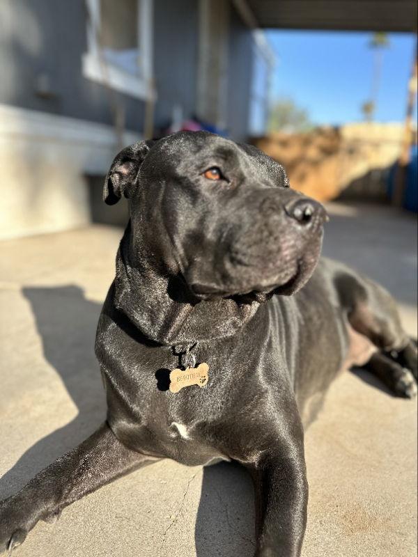 Enlarge Muneca, a Adoptable mixed breed in San Diego, CA image 2/2