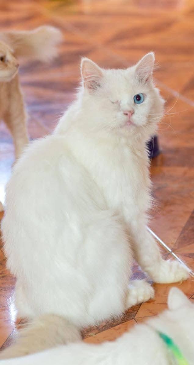Milo , ADOPTABLE, Young Male Persian & Turkish Angora.