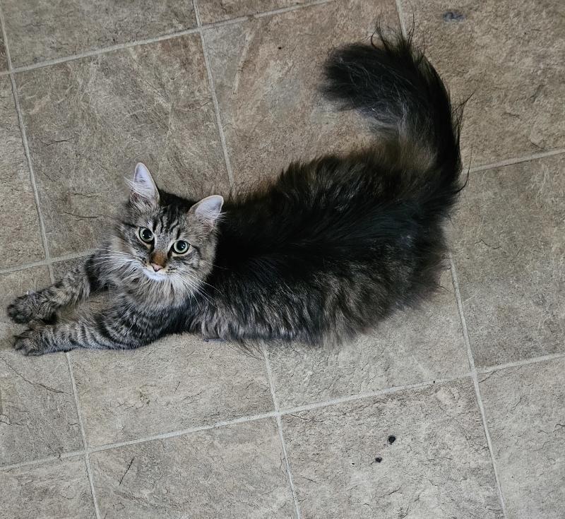 Mickey, Adoptable, Young Male Domestic Medium Hair.