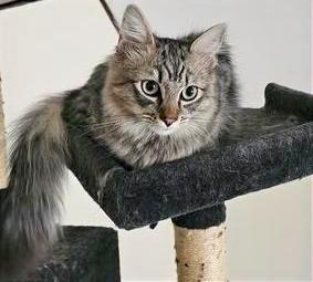 Enlarge Mickey, a Adoptable Domestic Medium Hair image 1/1