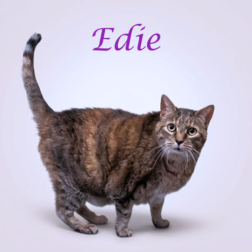 Edie C26-097, a Adoptable Domestic Short Hair in Lebanon, TN image 1/5