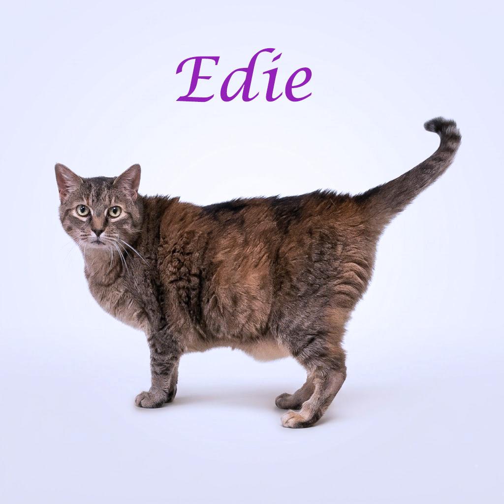 Edie C26-097, a Adoptable Domestic Short Hair in Lebanon, TN image 2/5