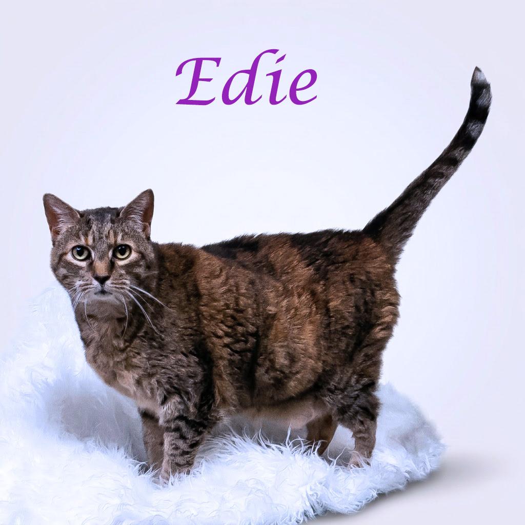 Edie C26-097, a Adoptable Domestic Short Hair in Lebanon, TN image 3/5