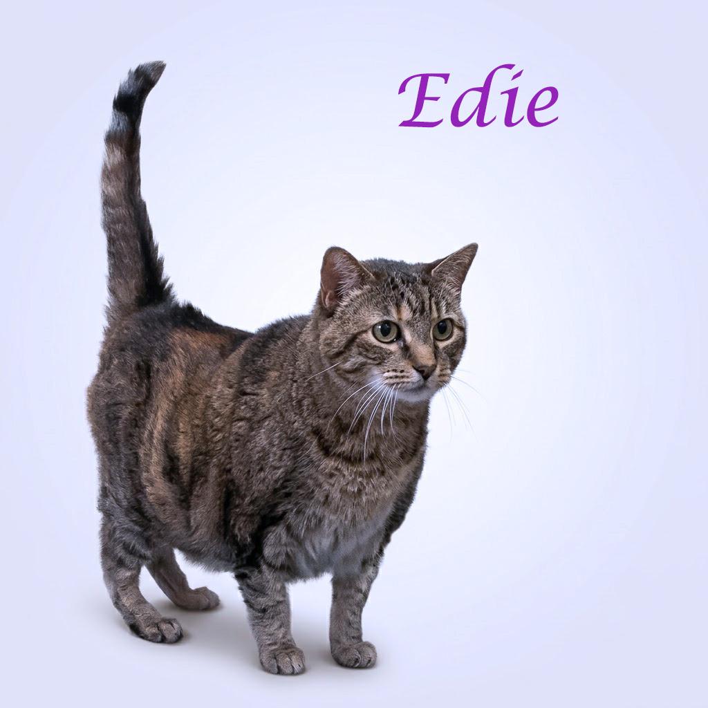 Edie C26-097, a Adoptable Domestic Short Hair in Lebanon, TN image 4/5