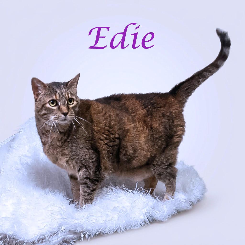 Edie C26-097, a Adoptable Domestic Short Hair in Lebanon, TN image 5/5