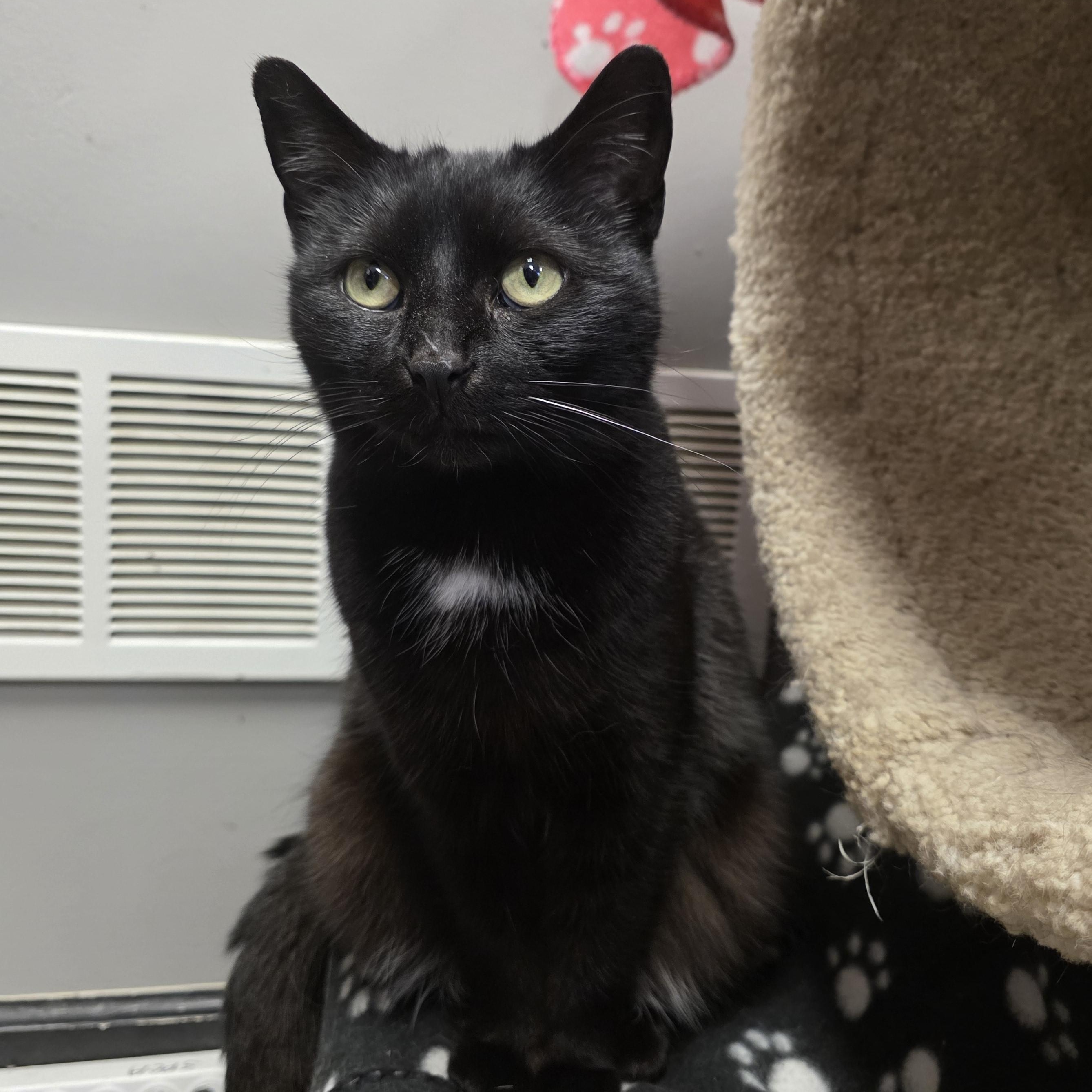 Clarissa , ADOPTABLE, Kitten Female Domestic Short Hair.