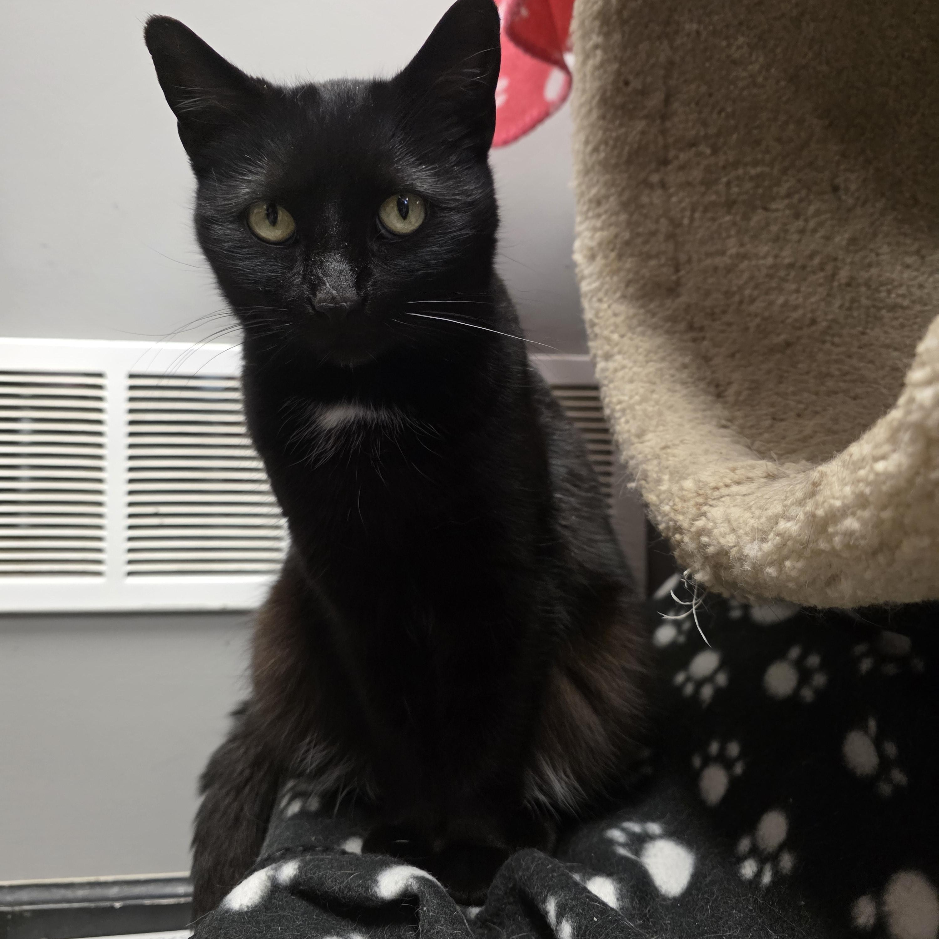 Enlarge Clarissa , a ADOPTABLE Domestic Short Hair in Hamburg, NY image 2/2