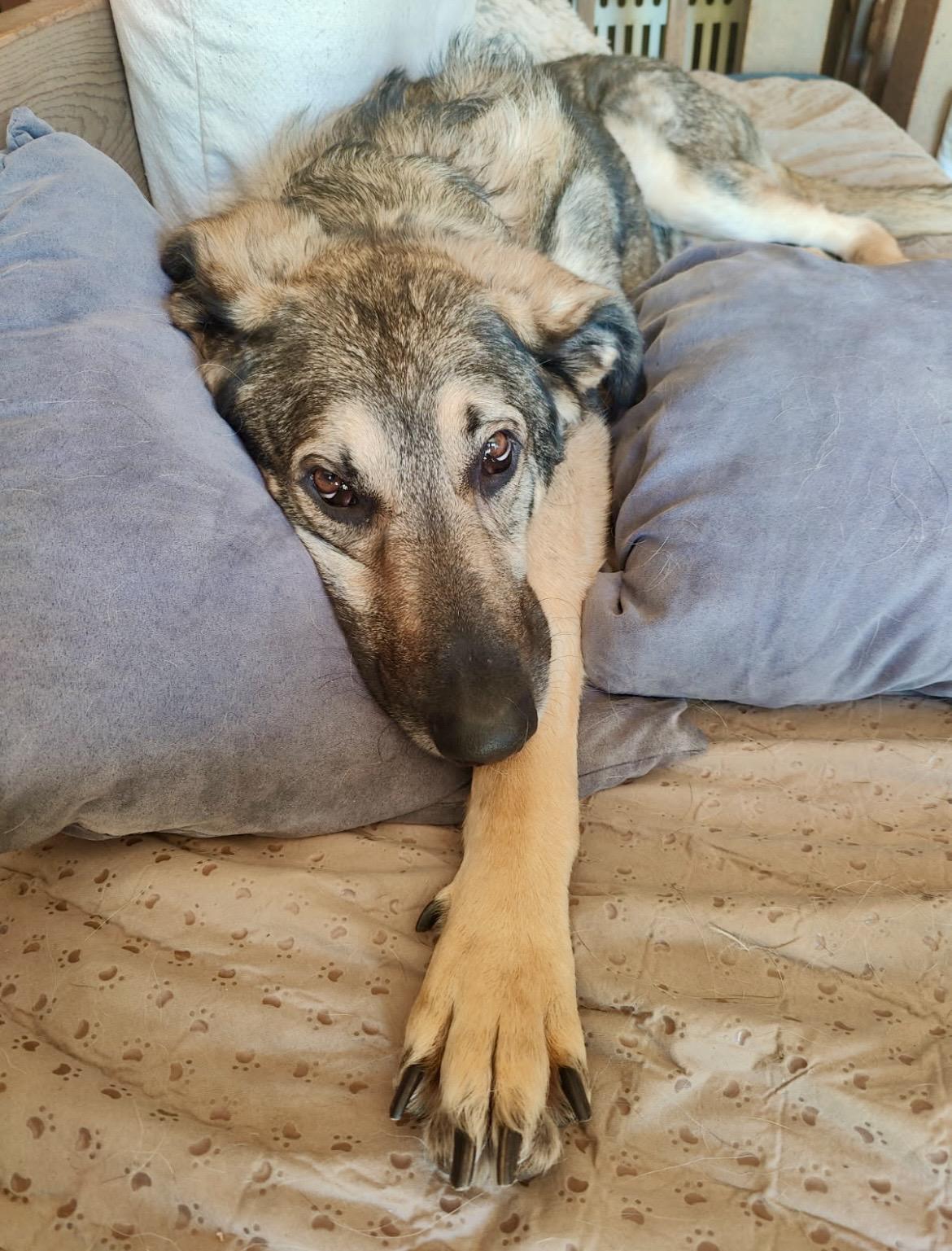 FRANKIE, Adoptable, Adult Male German Shepherd Dog.