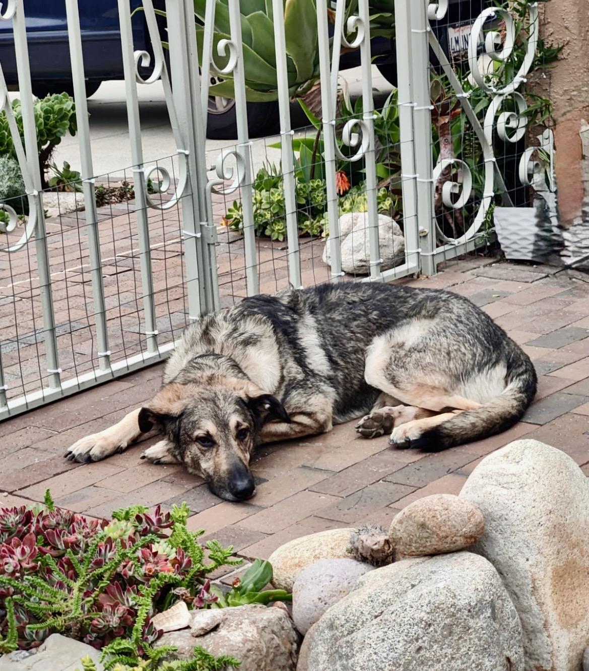 FRANKIE, a Adoptable German Shepherd Dog in Seattle , WA image 3/6