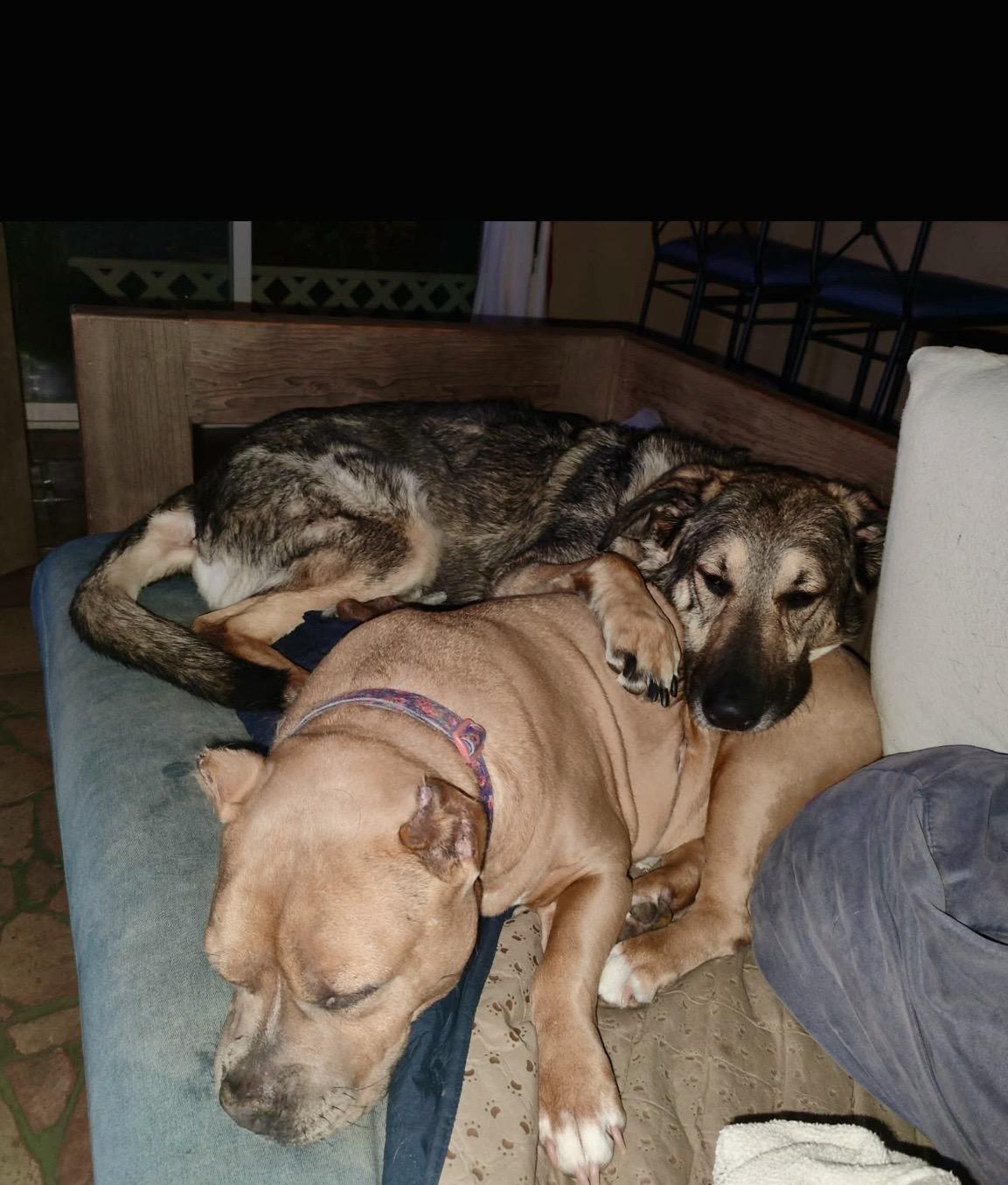 FRANKIE, a Adoptable German Shepherd Dog in Seattle , WA image 4/6