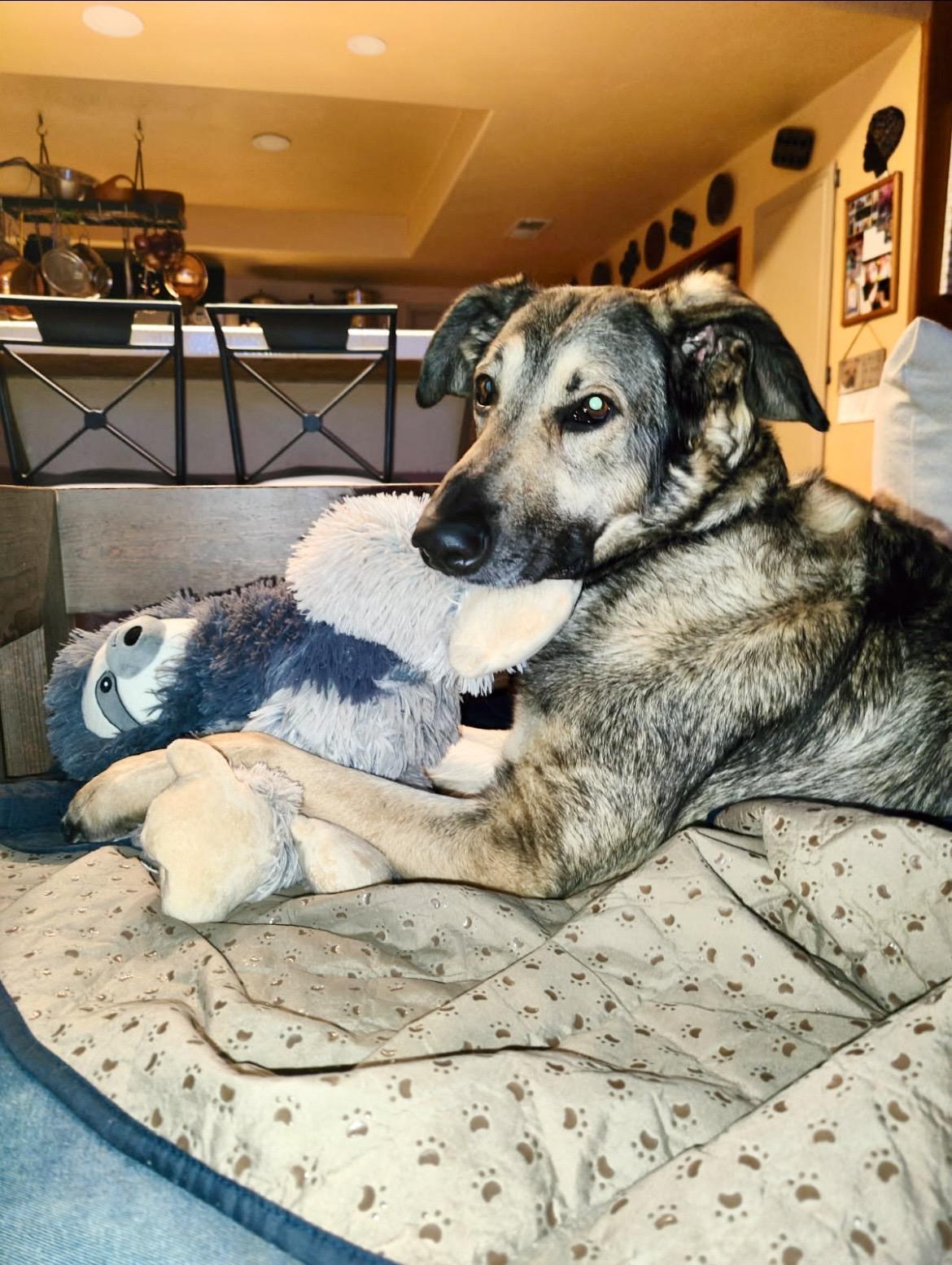 FRANKIE, a Adoptable German Shepherd Dog in Seattle , WA image 5/6