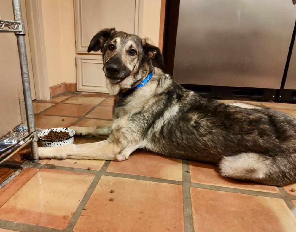 FRANKIE, a Adoptable German Shepherd Dog in Seattle , WA image 6/6