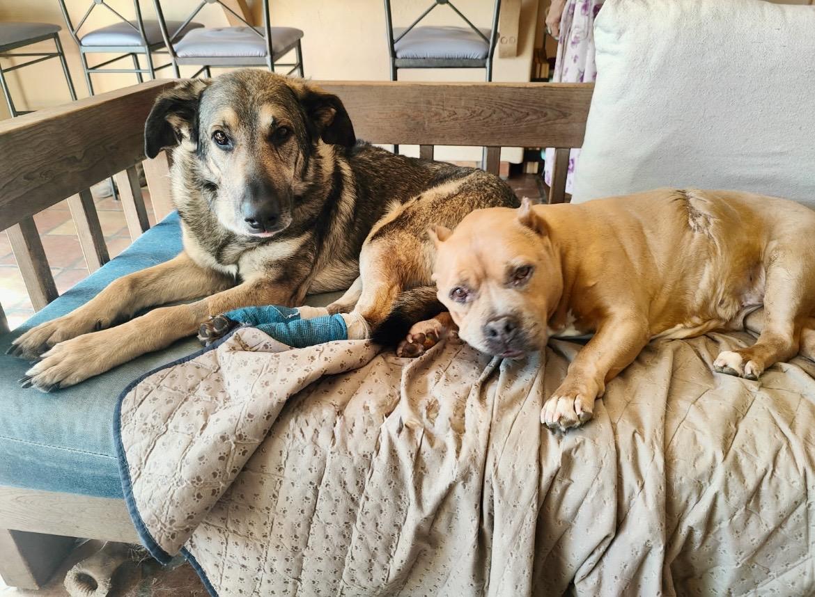 FRANKIE, a Adoptable German Shepherd Dog in Seattle , WA image 2/6