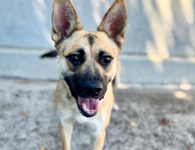 Sandy A435008, Adoptable, Young Female German Shepherd Dog.