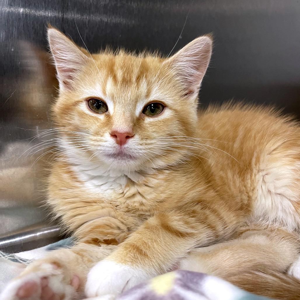 Florida, Adoptable, Kitten Male Domestic Medium Hair.