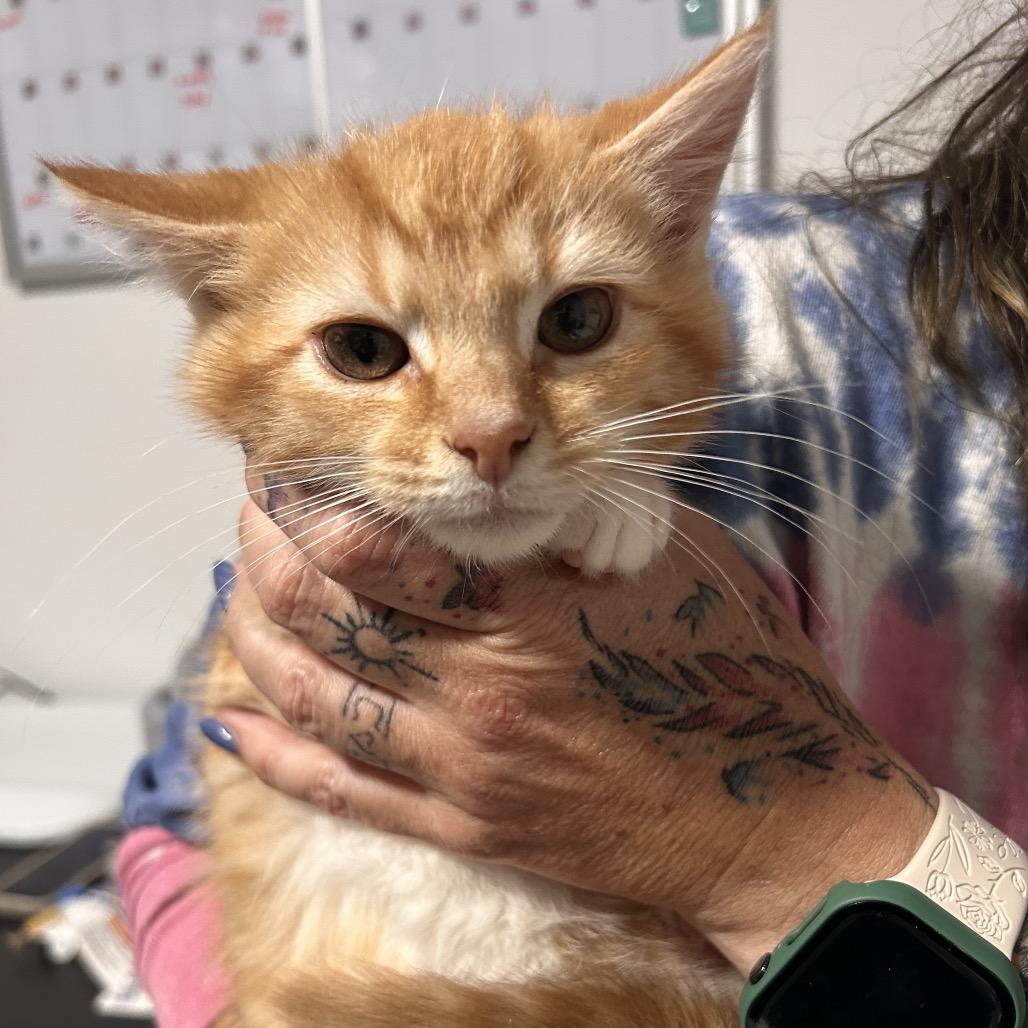 Enlarge Florida, a Adoptable Domestic Medium Hair in Fredericksburg, VA image 2/2