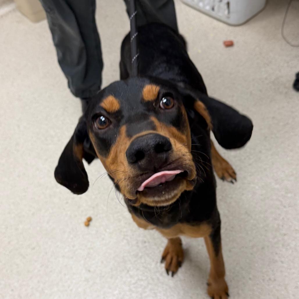 Tito, Adoptable, Young Male Hound & Mixed Breed.
