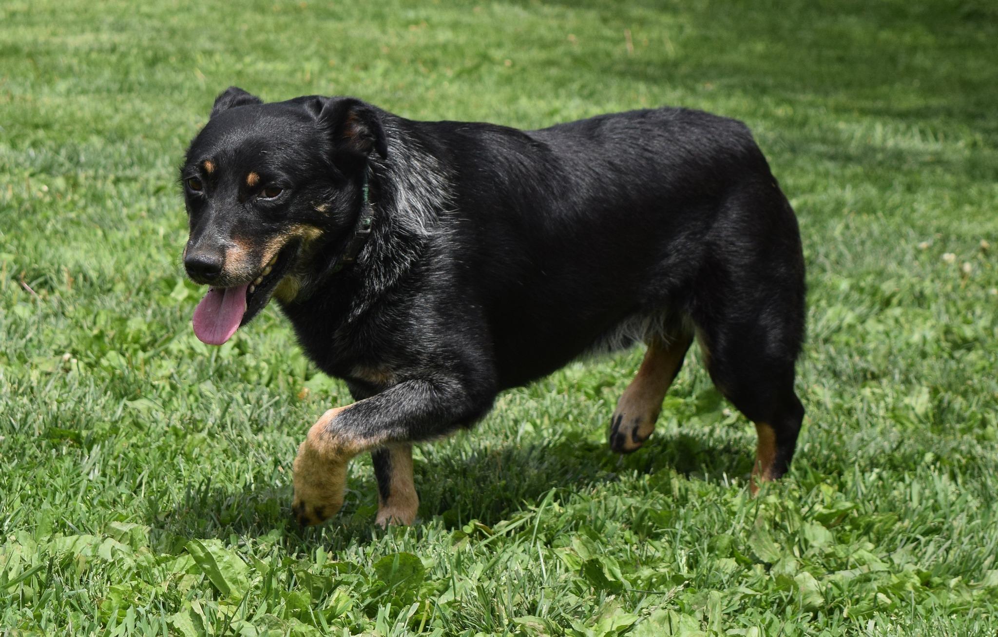 Grit, a Adoptable mixed breed in Tomah, WI image 6/6