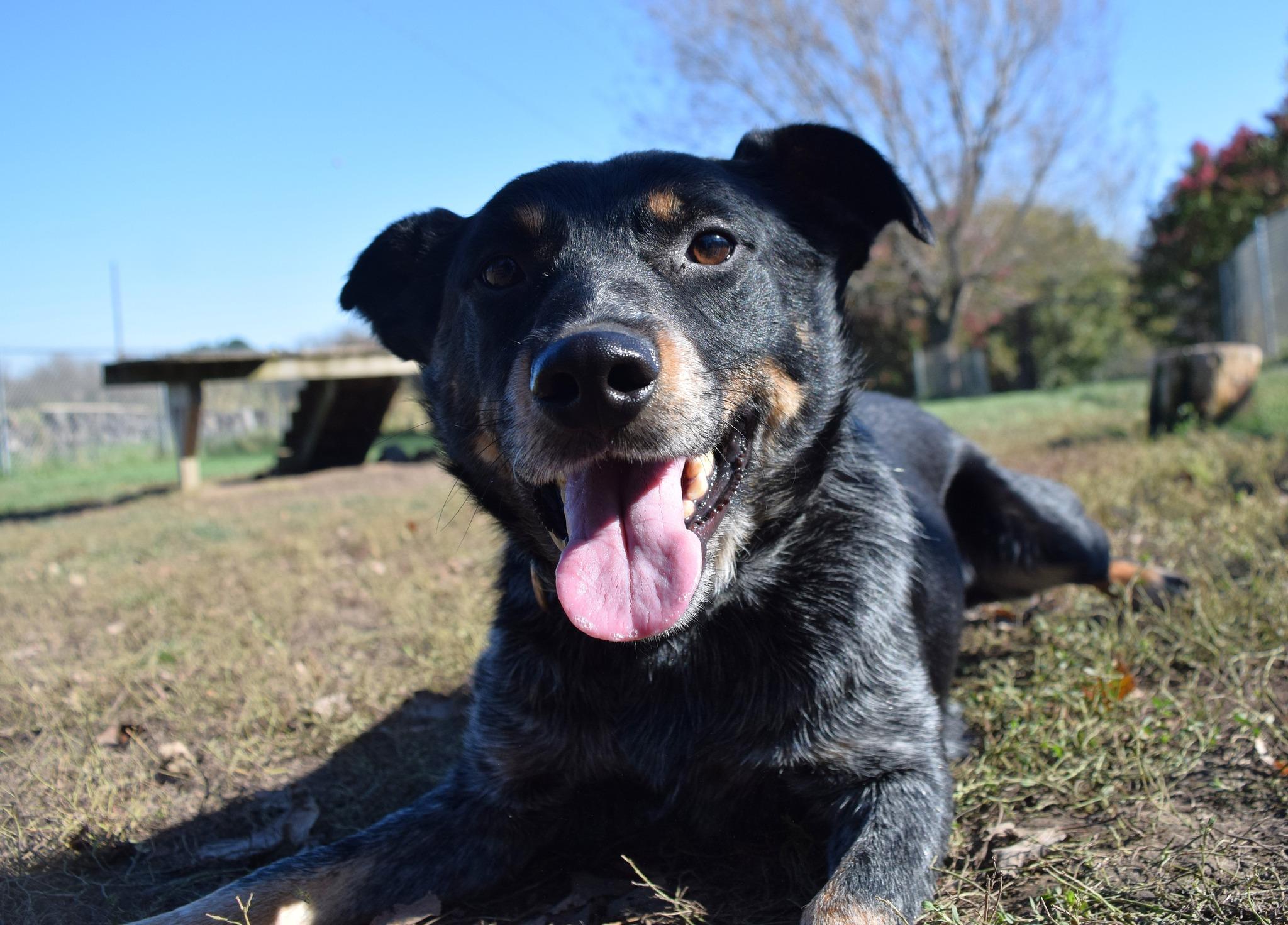 Grit, a Adoptable mixed breed in Tomah, WI image 2/6