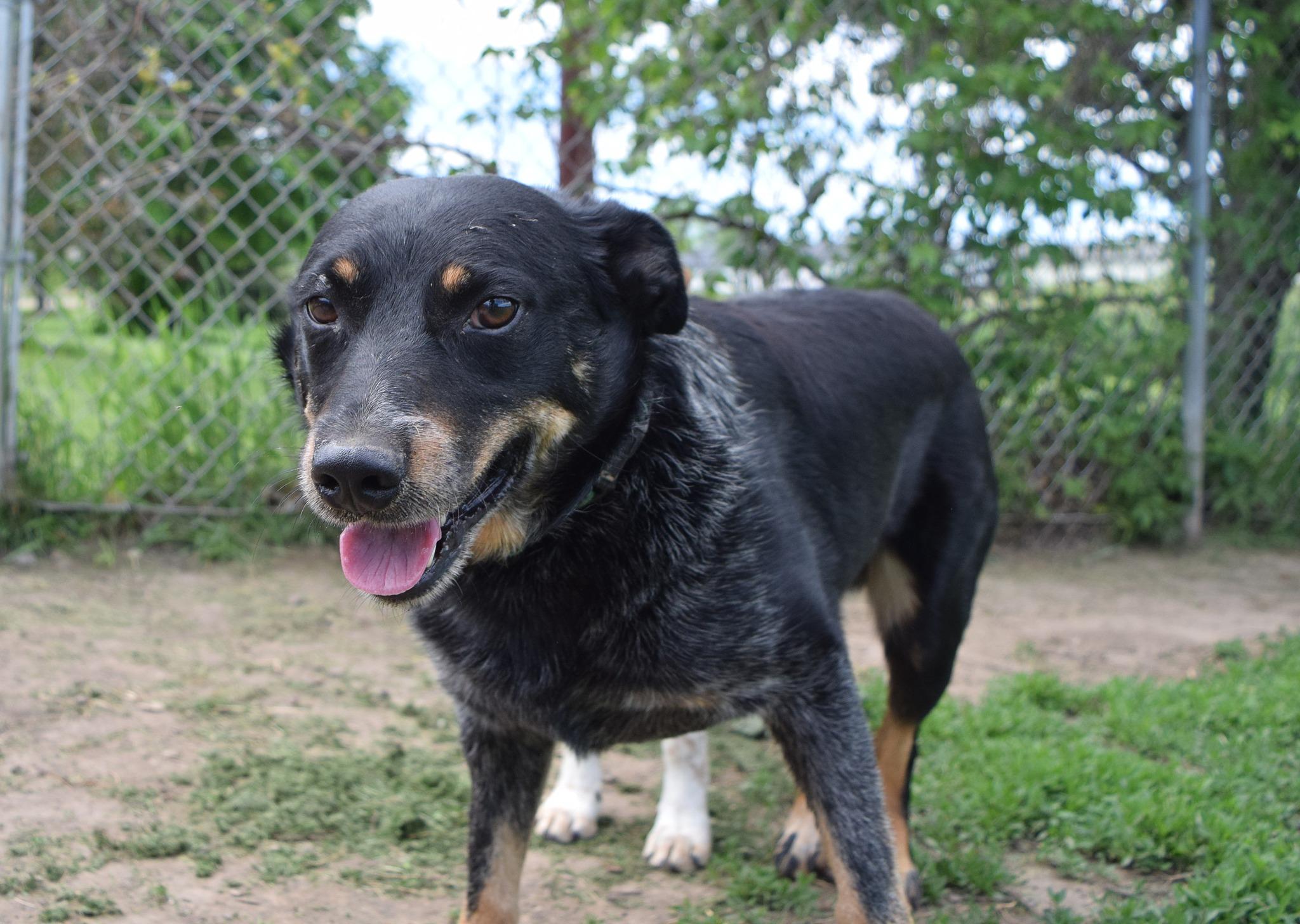 Grit, a Adoptable mixed breed in Tomah, WI image 1/6