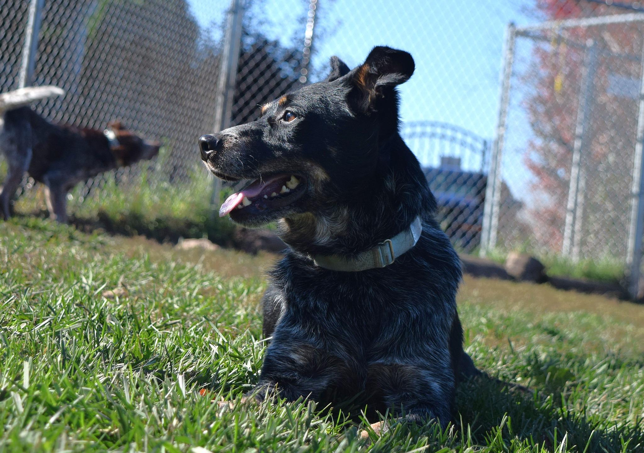 Grit, a Adoptable mixed breed in Tomah, WI image 6/6