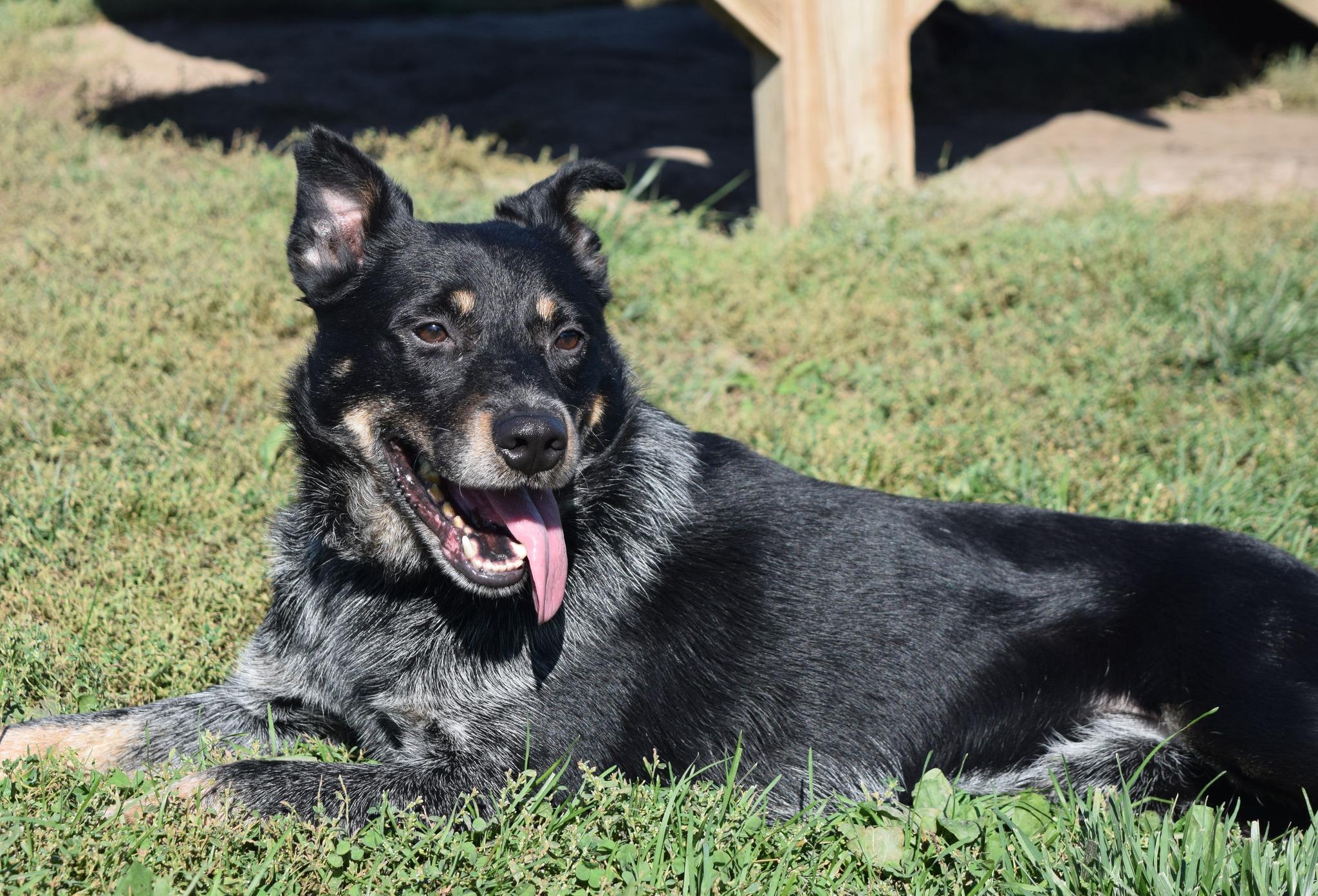 Grit, a Adoptable mixed breed in Tomah, WI image 3/6
