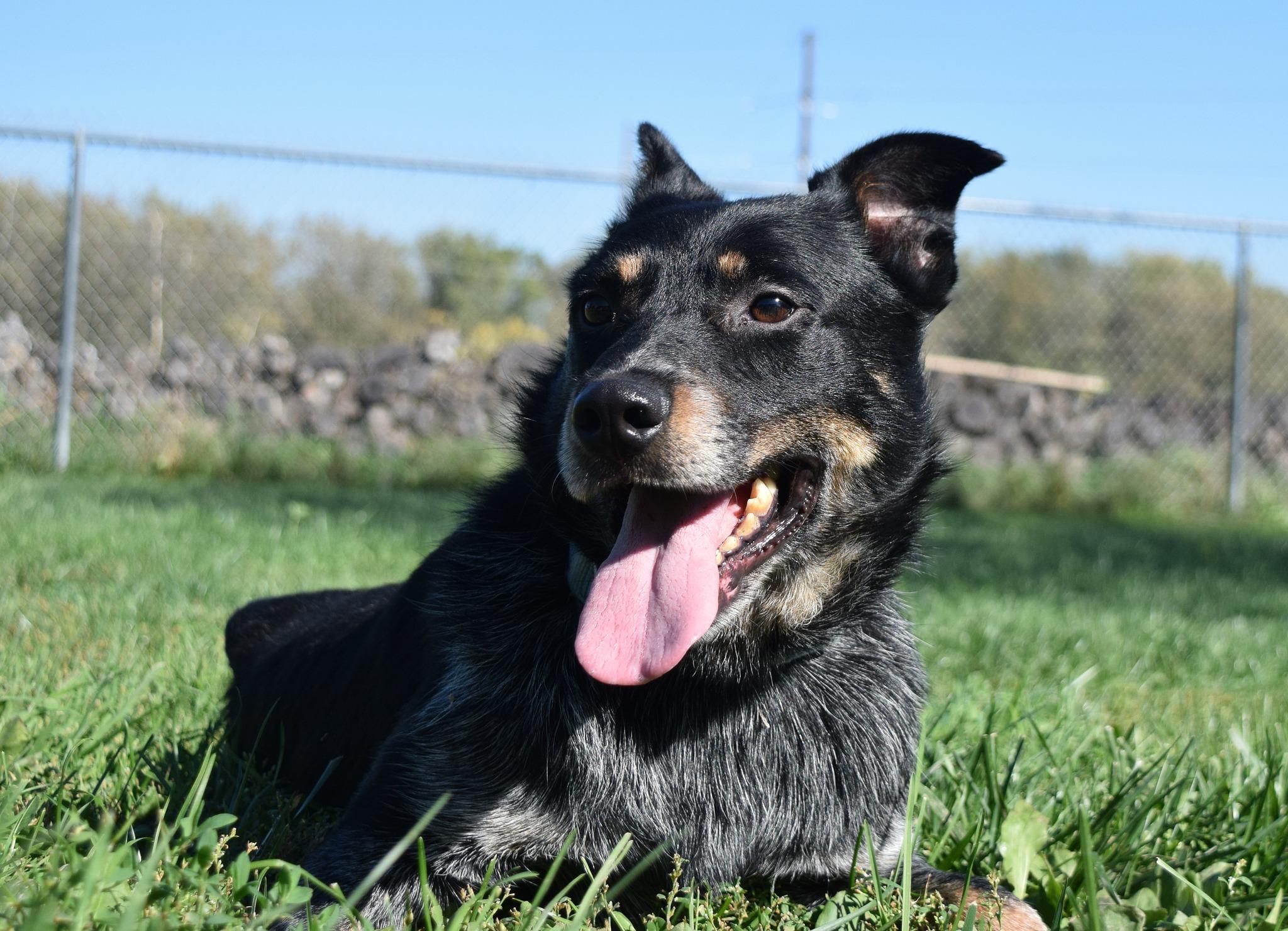 Grit, Adoptable, Adult Male Australian Cattle Dog / Blue Heeler.