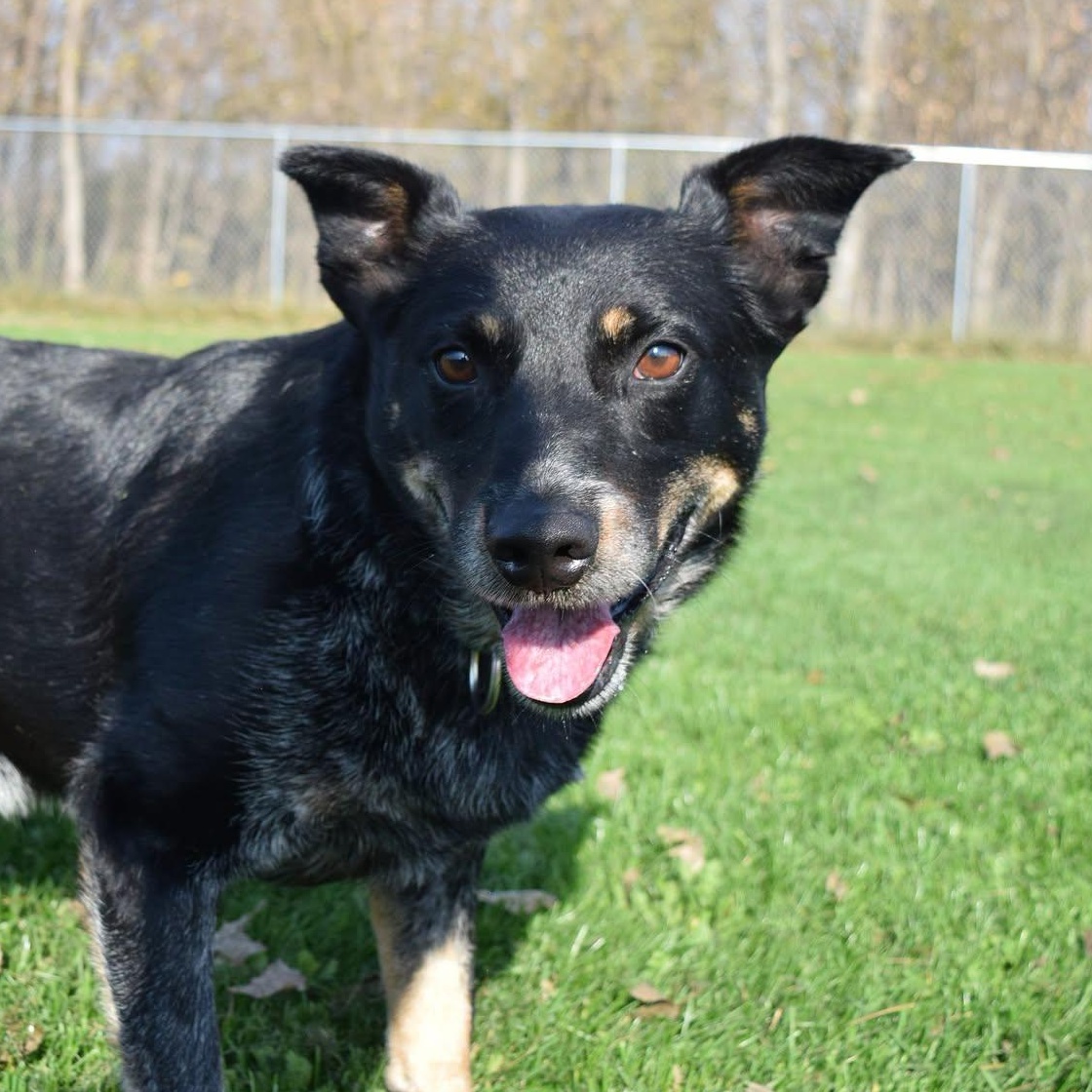 Grit, Adoptable, Adult Male Australian Cattle Dog / Blue Heeler.