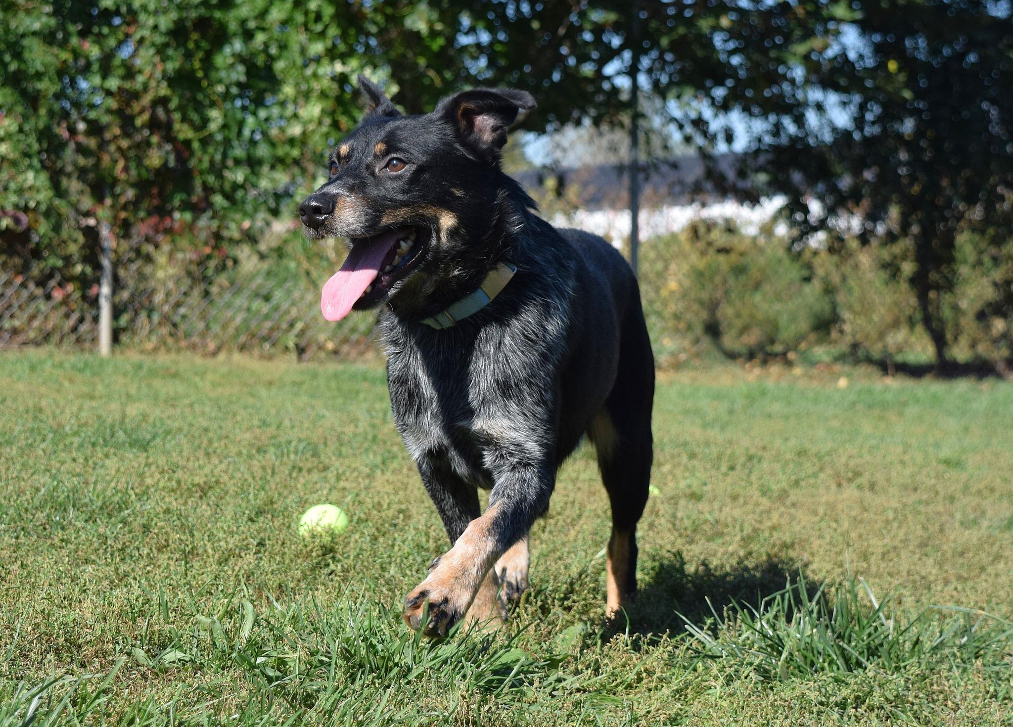 Grit, a Adoptable mixed breed in Tomah, WI image 4/6